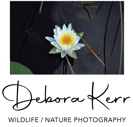 Debora Kerr Photography